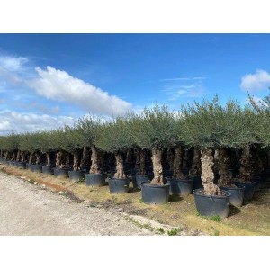 Sunny-Tree - Olivenbaum Olea Europea - Winterharte Olvenbaum Bonsai 250 cm - 80 Jahre alter Olivenbaum und Fruchttragend