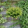 Japanische Stechpalme Ilex Crenata Twiggy, 30–40 cm, im Kübel vor Holzzaun mit Efeu.