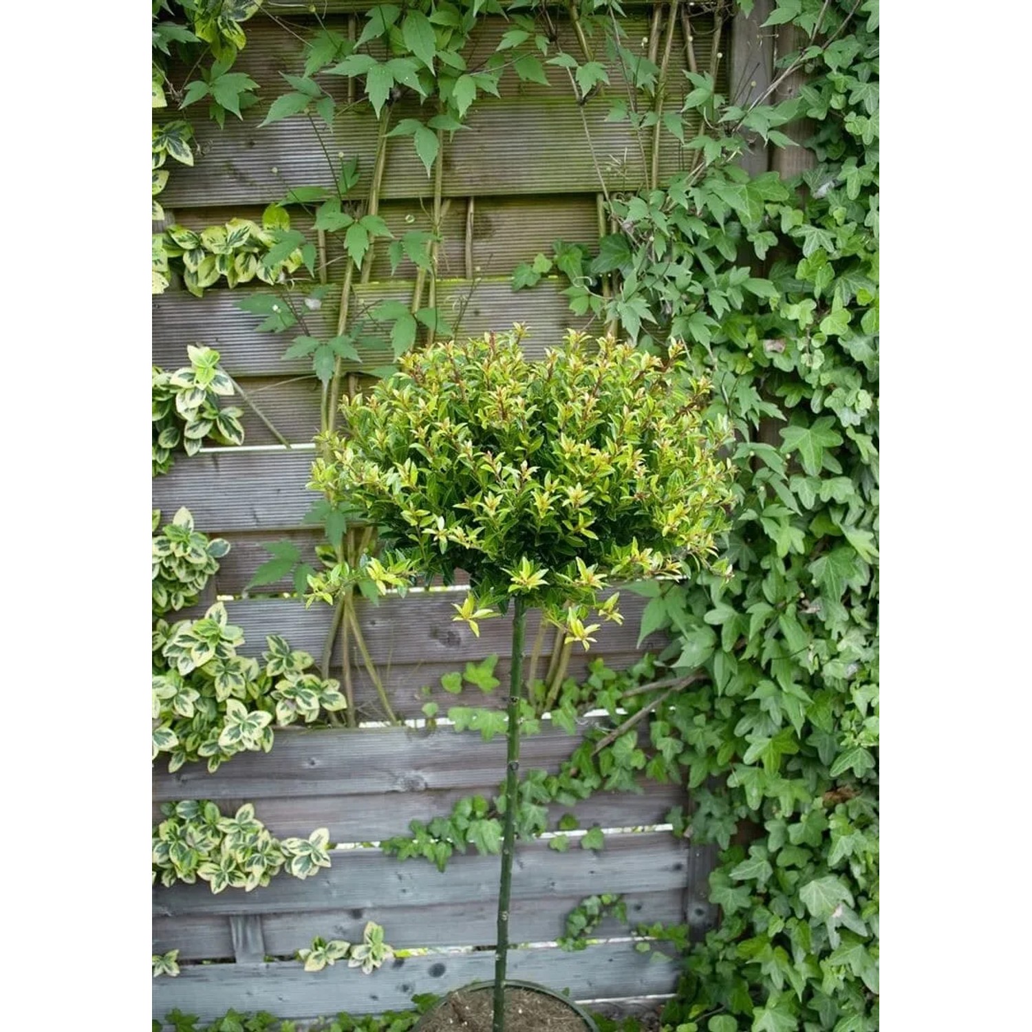 Japanische Stechpalme Ilex Crenata Twiggy, 30–40 cm, im Kübel vor Holzzaun mit Efeu.