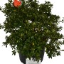Japanische Azalee Orange im Topf, ca. 30-40 cm hoch. Immergrüner Rhododendron für Garten und Kübel.
