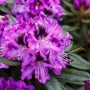 Nahaufnahme des Rhododendron Hybr. Blaue Jungs mit leuchtend blauen Blüten und grünen Blättern.