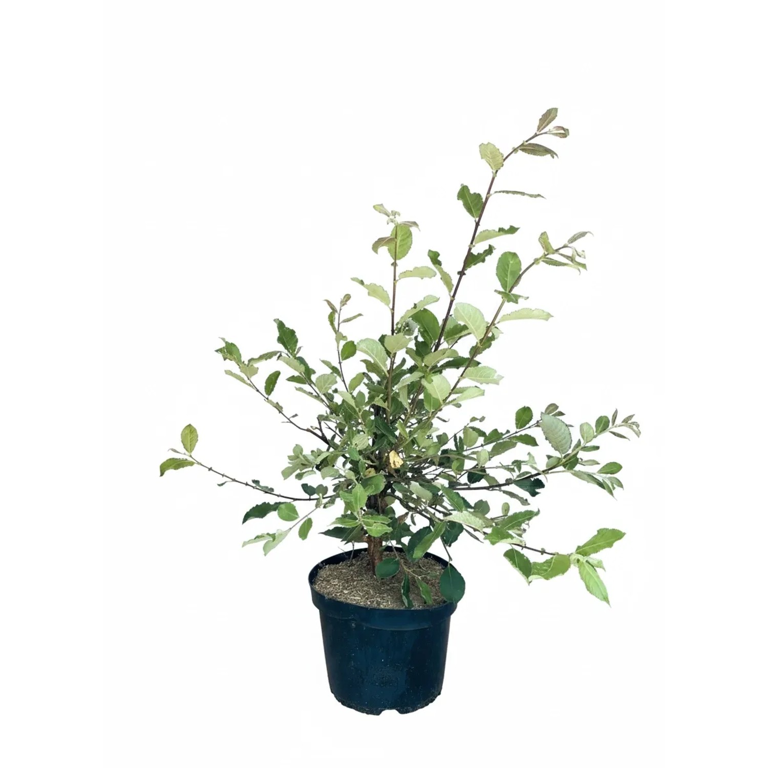 Baumfink Männliche Salweide als Topfpflanze 60-100cm