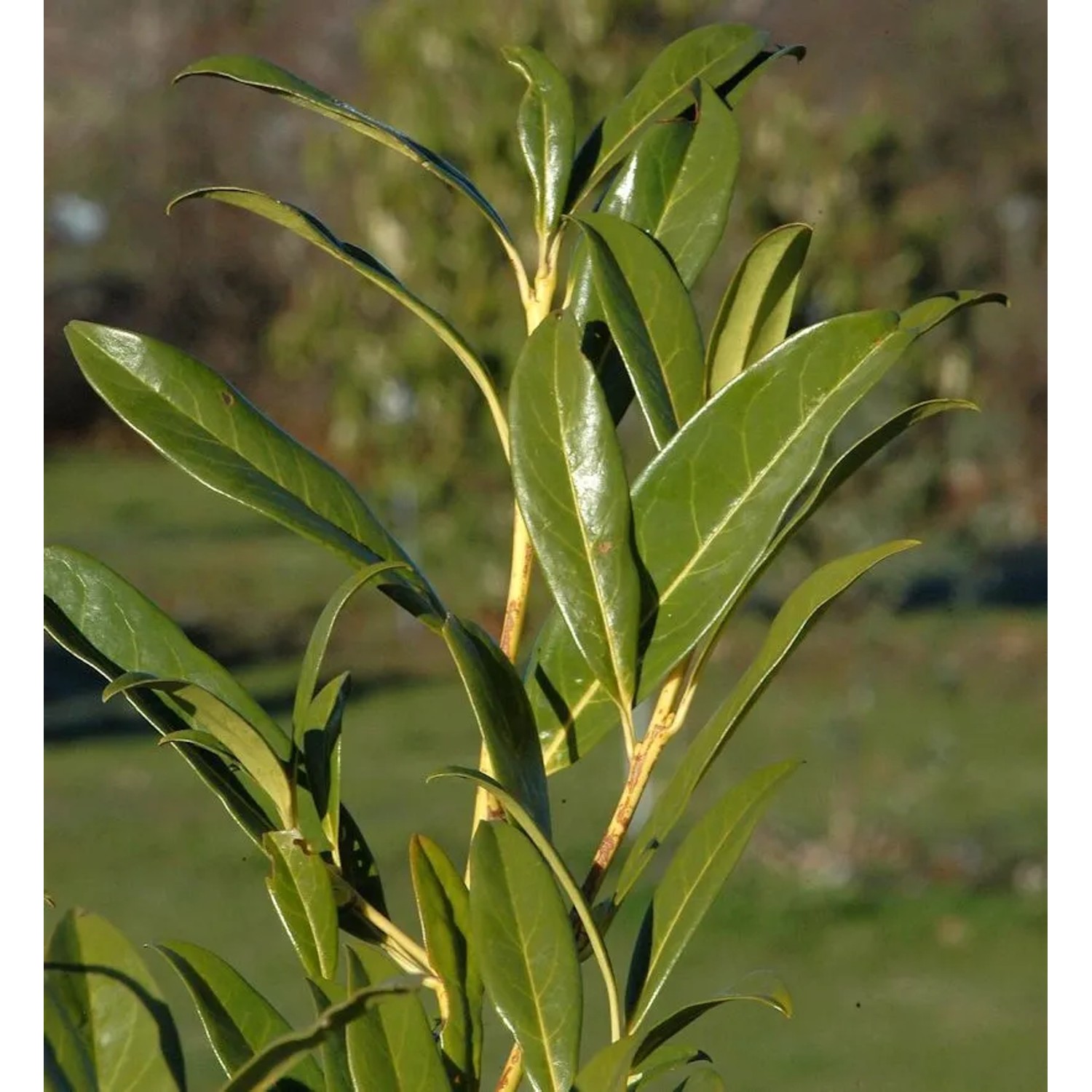 Kirschlorbeer Ester 80-100cm - Prunus laurocerasus