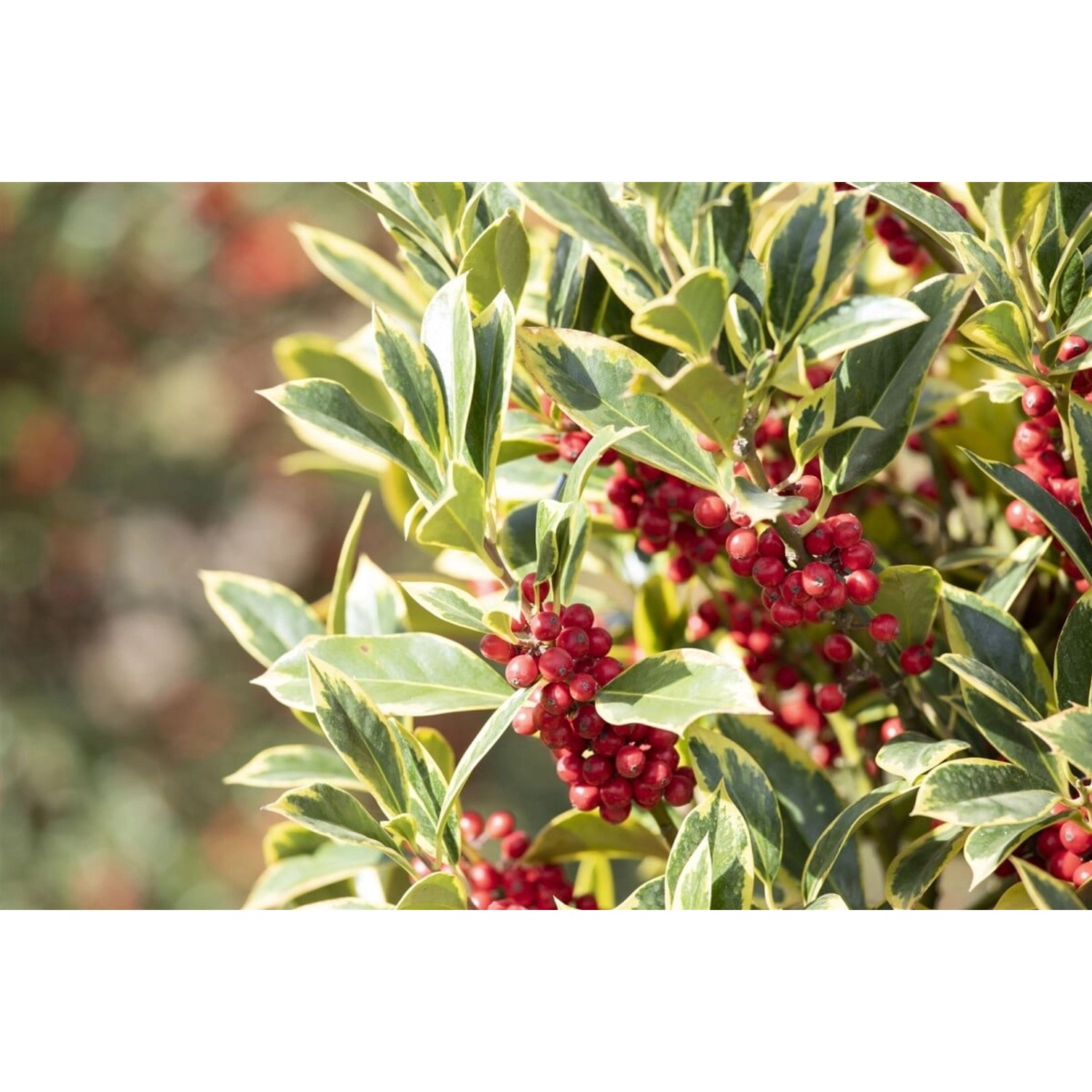 Ilex Aquifolium Aurea Marginata Stechpalme Gelb-Grün 100–125 cm günstig online kaufen
