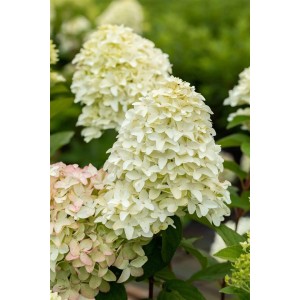 Rispenhortensie 'Magical Candle' mit cremeweißen Blütenständen, die sich rosa färben.
