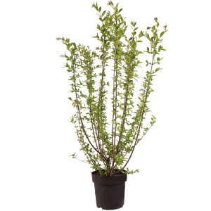 Immergrüner Liguster Atrovirens Select im Topf, ca. 60 cm hoch, ideal für Hecken und Gärten.