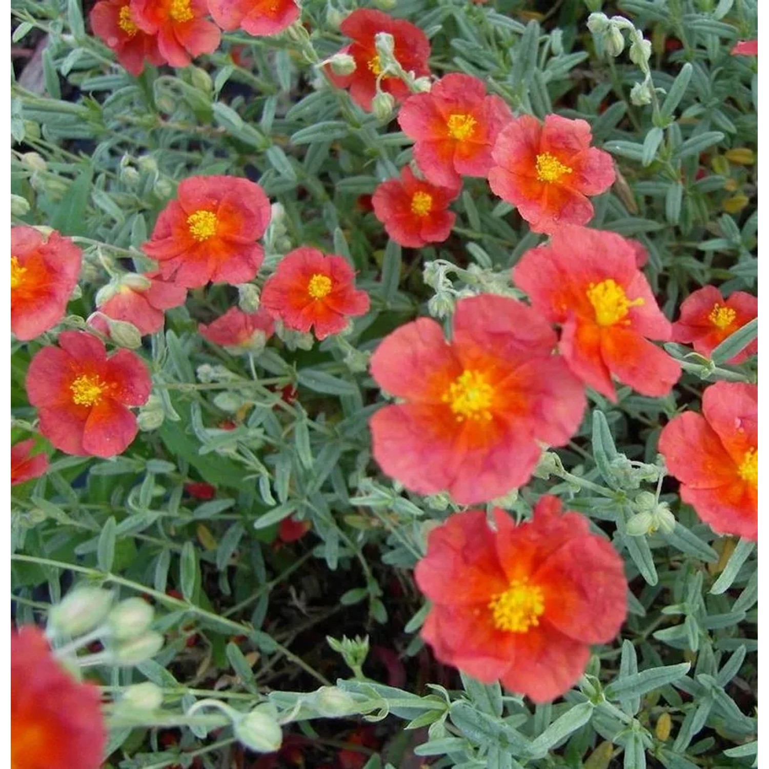 Sonnenröschen Hartswood Ruby - Helianthemum cultorum