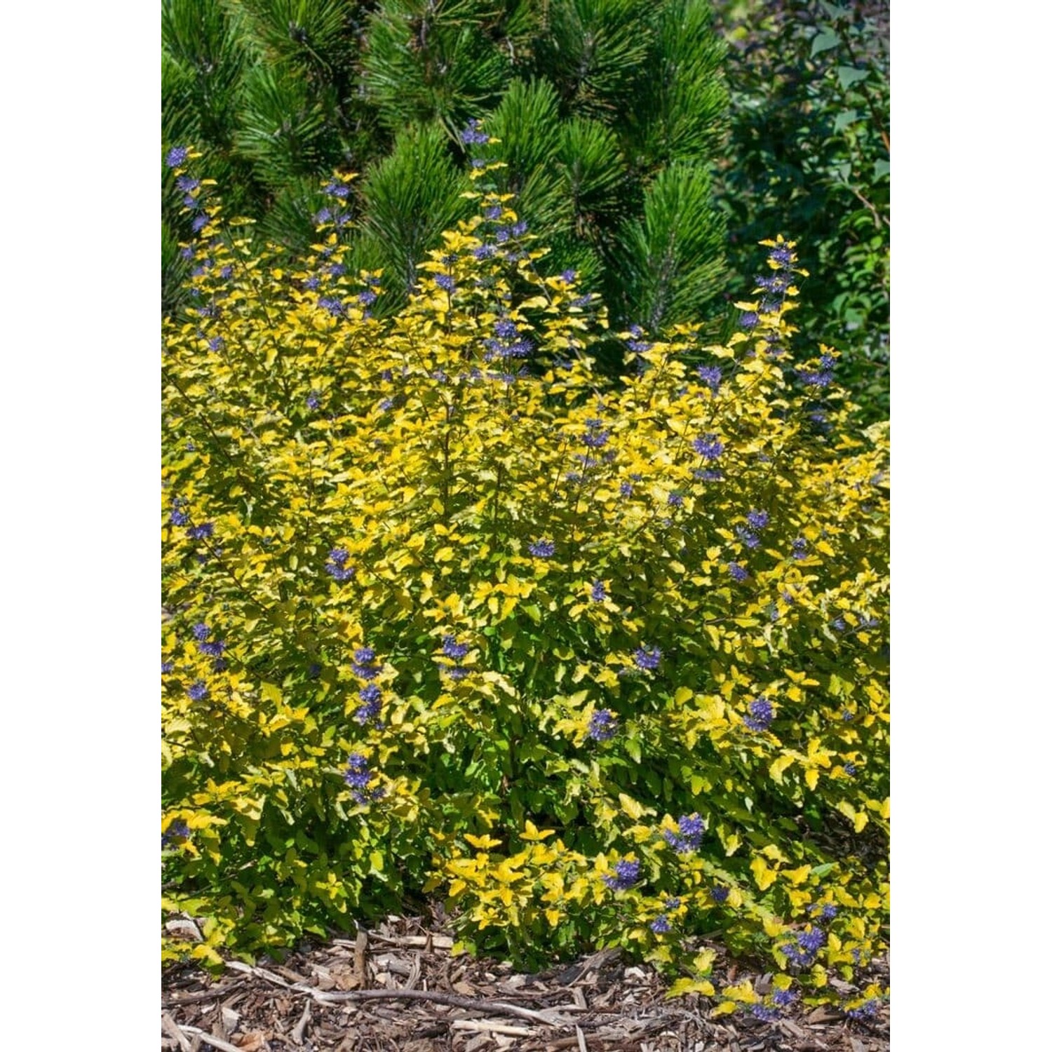 Caryopteris Clandonensis Bartblume Sunny Blue 30-40 cm günstig online kaufen