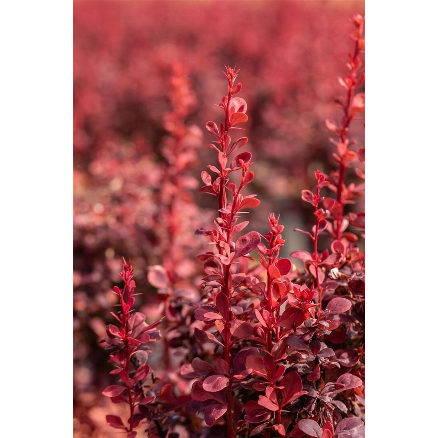 Berberis Thunbergii Ruby Star Blutberberitze Rotlaubig 30–40 cm günstig online kaufen