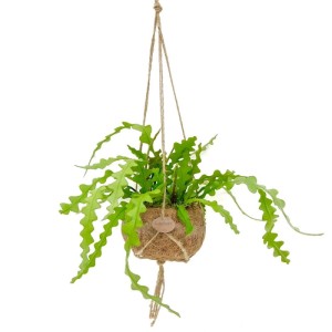 Hängender Krokodilschwanzkaktus im Kokodama-Gefäß, ca. 17cm. Exotische Zimmerpflanze mit grünen Blättern.