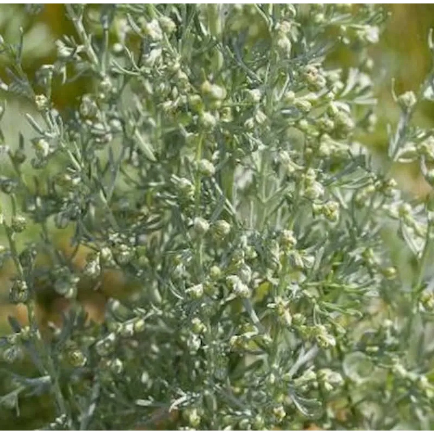 Strand Beifuß - Artemisia maritima