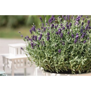 Lavandula Angustifolia Dwarf Blue im Topf, kompakter, blauer Lavendel für Beet und Kübel.