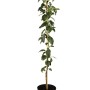 GROW by OBI Bio Säulenapfel, gelb-rote Früchte, ca. 40-60 cm hoch im Topf.
