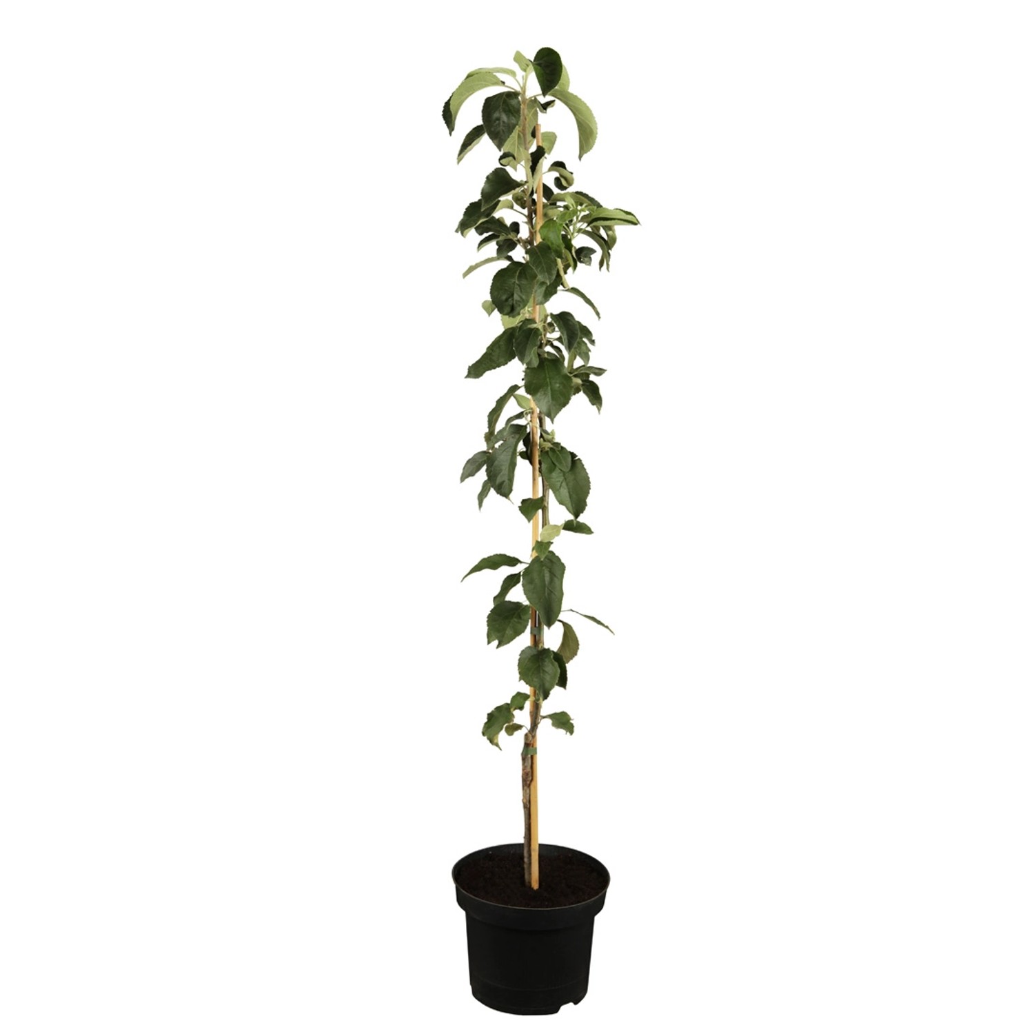 GROW by OBI Bio Säulenapfel Gelb-Rot Höhe ca. 40 - 60 cm Topf ca. 7,5 l