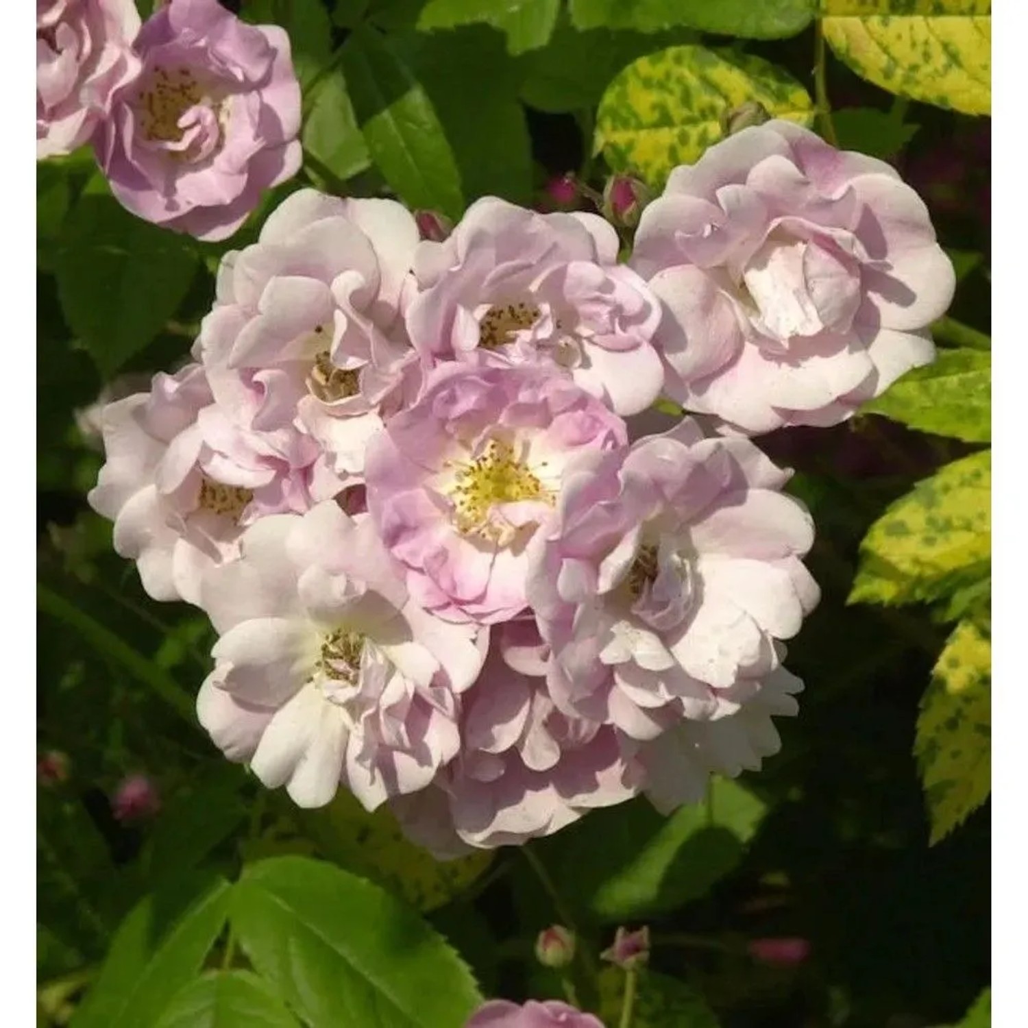 Kletterrose Blush Rambler 30-60cm