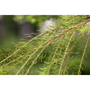 Detailaufnahme der hängenden Zweige einer Europäischen Lärche (Larix Decidua Puli) mit grünen Nadeln.