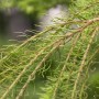 Detailaufnahme der hängenden Zweige einer Europäischen Lärche (Larix Decidua Puli) mit grünen Nadeln.