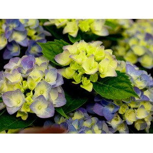 Nahaufnahme der blau-gelben Blüten der Bauernhortensie Blue Boogiewoogie.