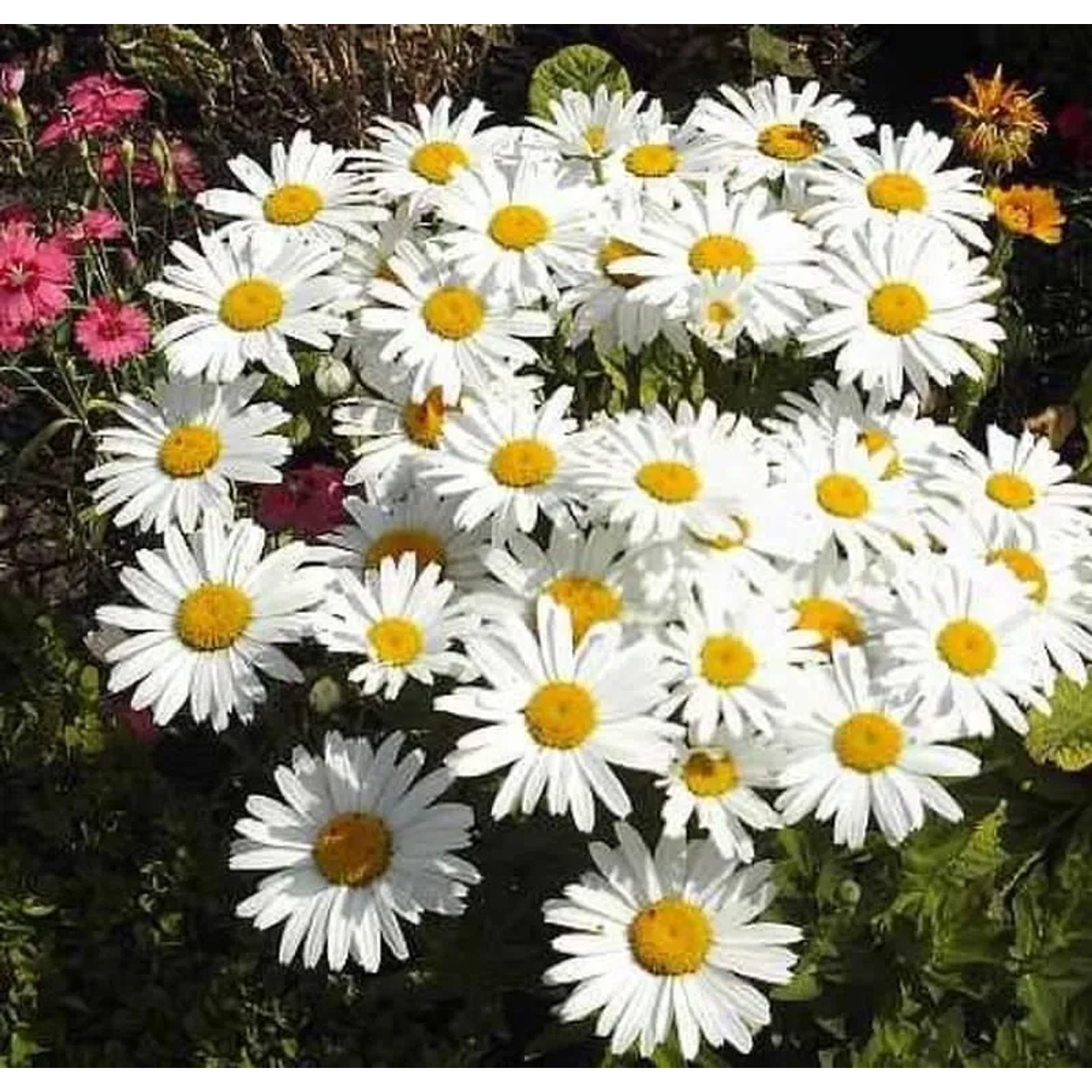Gartenmargerite Gruppenstolz - Leucanthemum