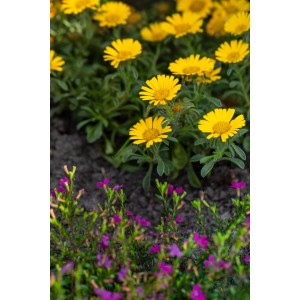 GROW by OBI Goldtaler "Aurelia" mit leuchtend gelben Blüten im Beet.