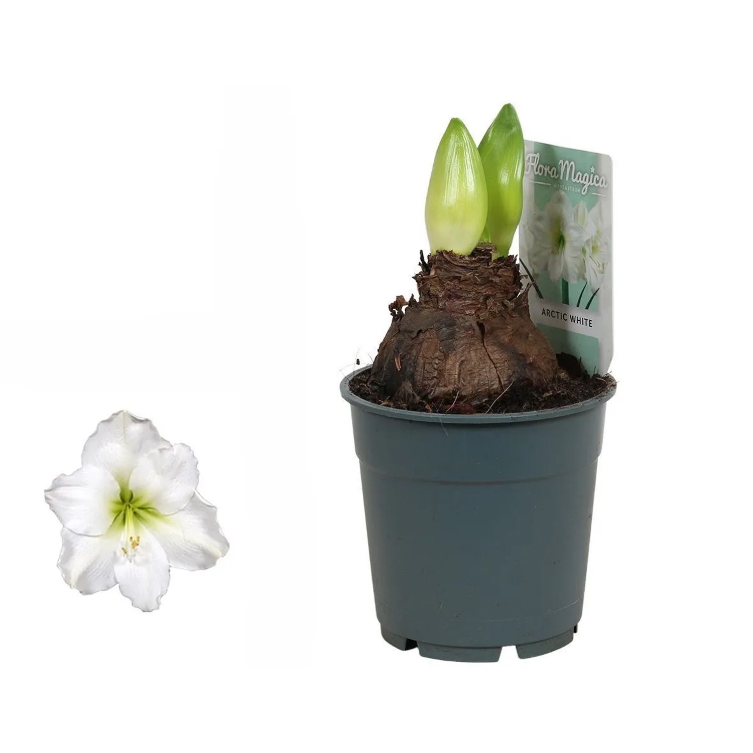 Wunderschone Amaryllis Uberwintern Im Topf Fotos