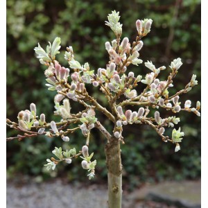 Schweizer Kätzchenweide (Salix helvetica) als Hochstamm mit flauschigen Kätzchenblüten und jungen Blättern.