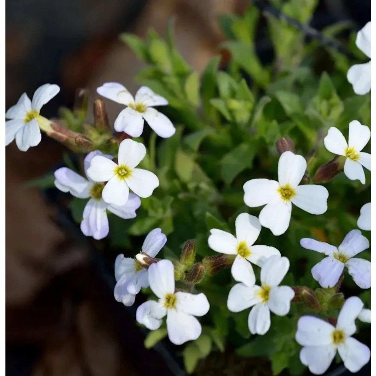 Blaukissen Alba - Aubrieta cultorum