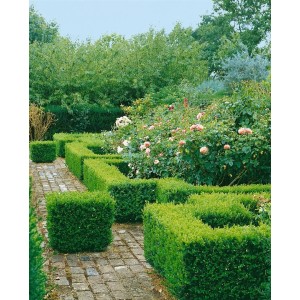 Formschnitt-Buchsbaum 'Suffruticosa' als grüne Beet- und Wegeinfassung im Garten.