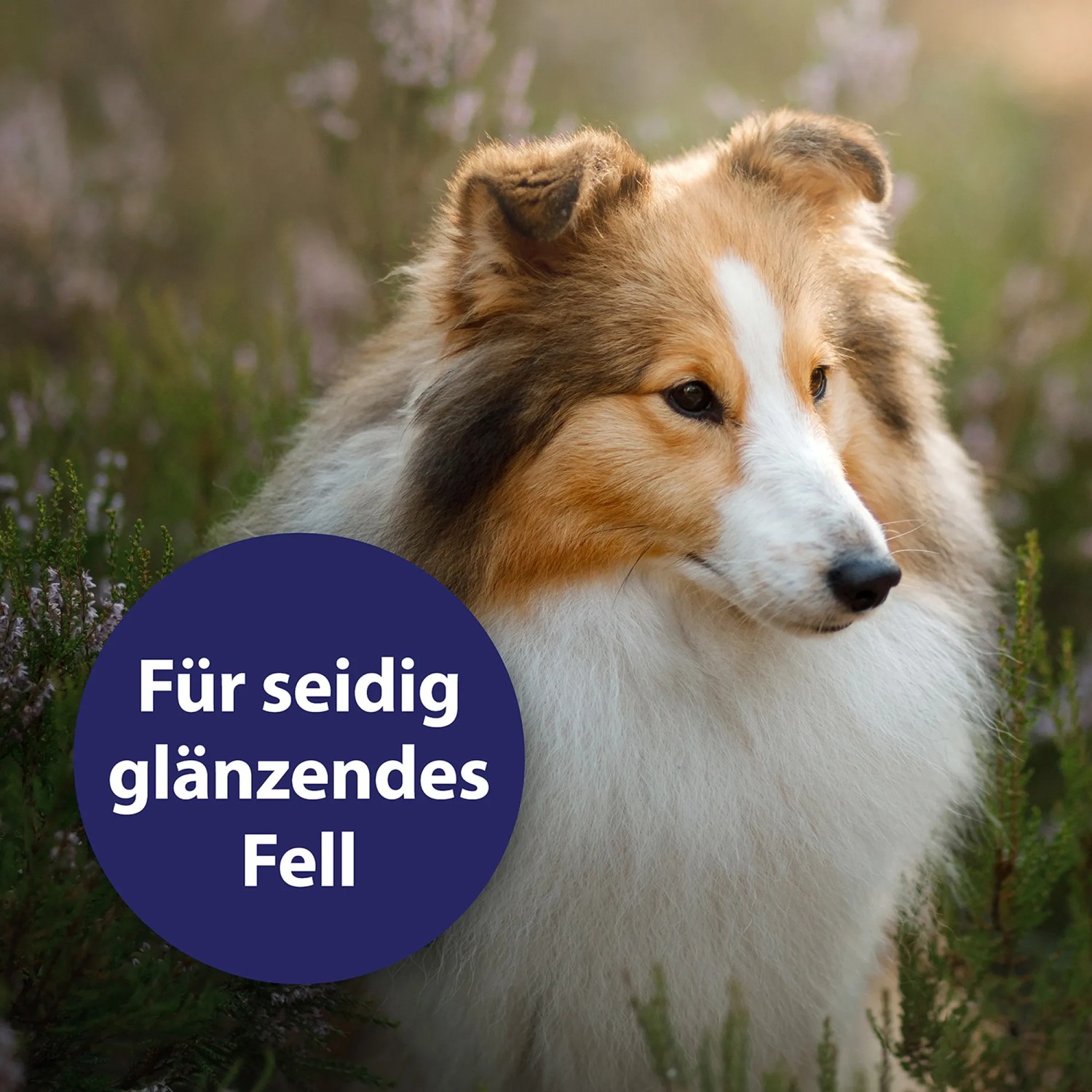 Hund mit glänzendem Fell, gepflegt mit Canosept Fellpflegespray für Hunde.
