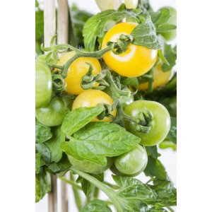 Kiepenkerl Tomate Pano Yellow im Topf, mit gelben und grünen Tomaten.