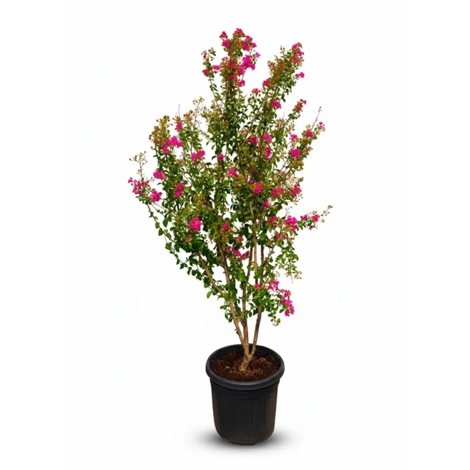 Sunny-Tree Lagerstroemia  Indica  Indischer Flieder    Multistamm 200 cm in 55Liter Container   Rosablühend   Winterhart...