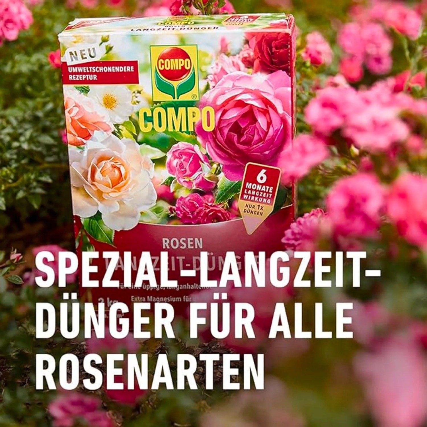 Compo Rosen Langzeit-Dünger 2kg Packung vor Rosenbüschen.
