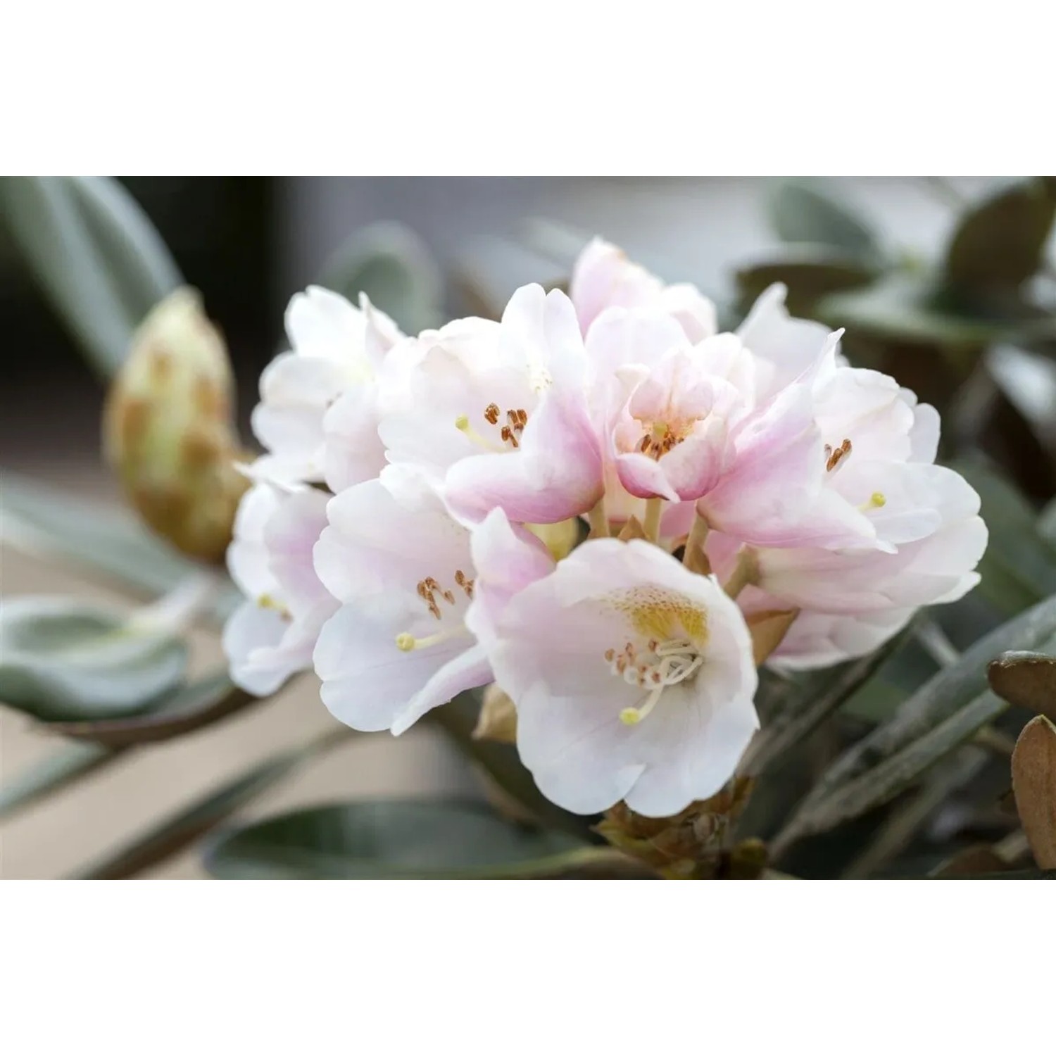 Pflanzen fr dich Rhododendron winterhart Pachysanthum Silbervelours 70-80  cm kaufen bei OBI