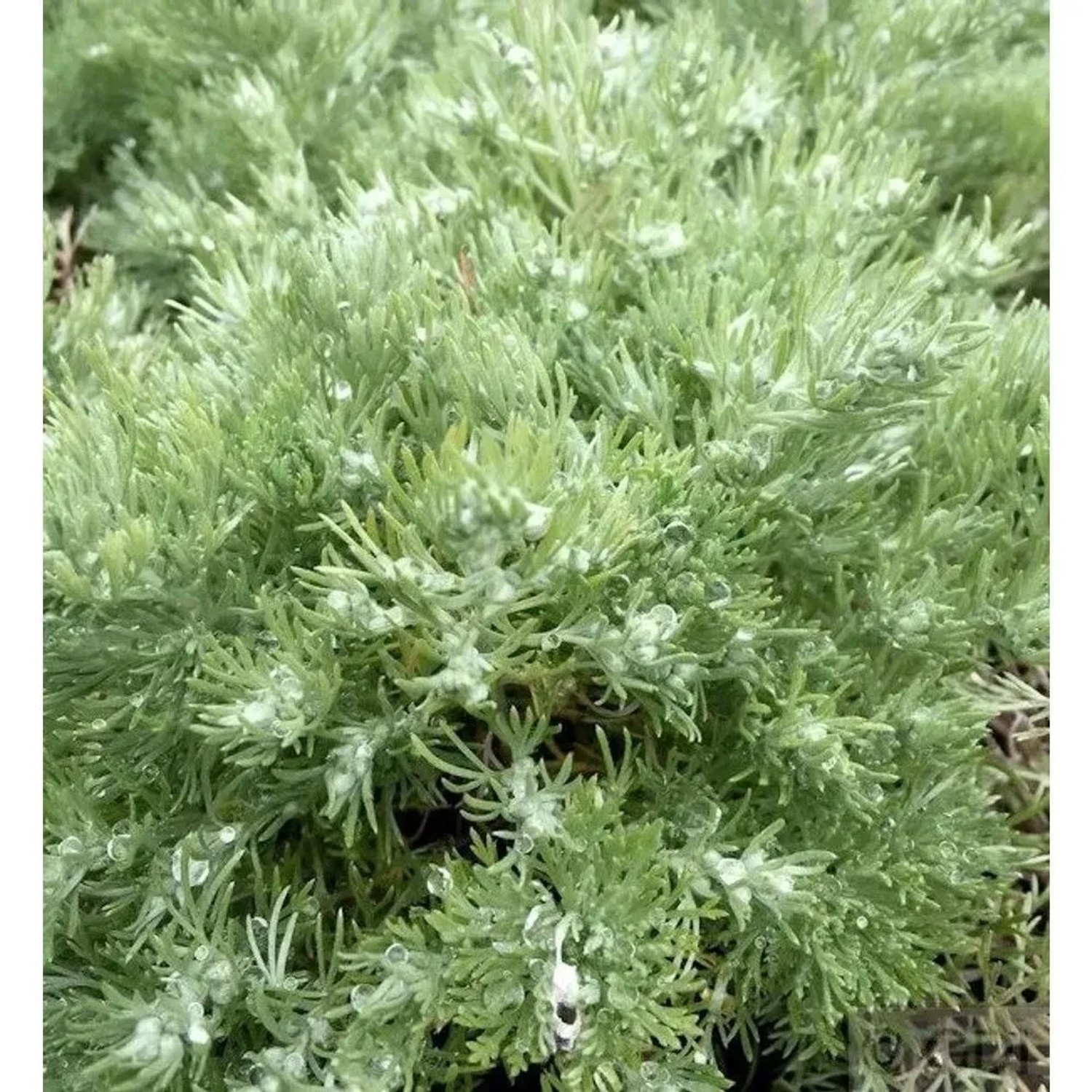 Edelraute Schmidt - Artemisia schmidtian