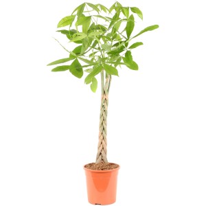 Rasierpinselbaum (Pachira) mit geflochtenem Stamm im Topf, ca. 120-130cm hoch.