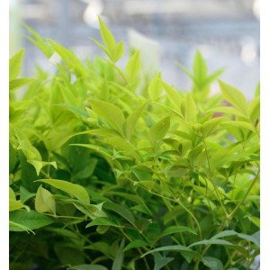 Himmelsbambus 'Lemon Lime', grüne Blätter, Strauch für Garten und Beet.