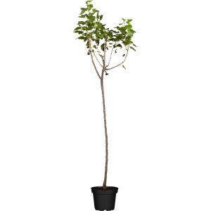 OBI Bio Johannisbeere Hochstamm Schwarz (Ribes nigrum) im Topf mit reifen, dunklen Beeren und grünen Blättern.