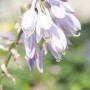 Nahaufnahme der lavendelfarbenen Blüten der Blaublattfunkie (Hosta Sieboldiana) im Garten.