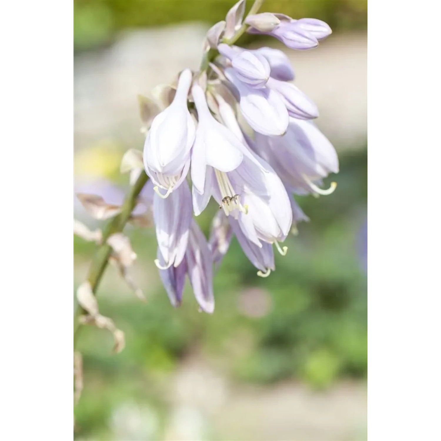 Nahaufnahme der lavendelfarbenen Blüten der Blaublattfunkie (Hosta Sieboldiana) im Garten.