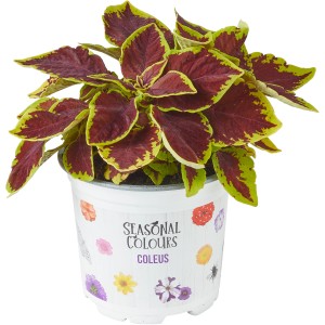Buntnessel Summer Survivors im 12 cm Topf, dekorative Sommerpflanze mit farbenfrohen Blättern.