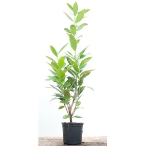 Kirschlorbeer 'Caucasica' (40-60cm) als Heckenpflanze im Topf mit grünen Blättern.