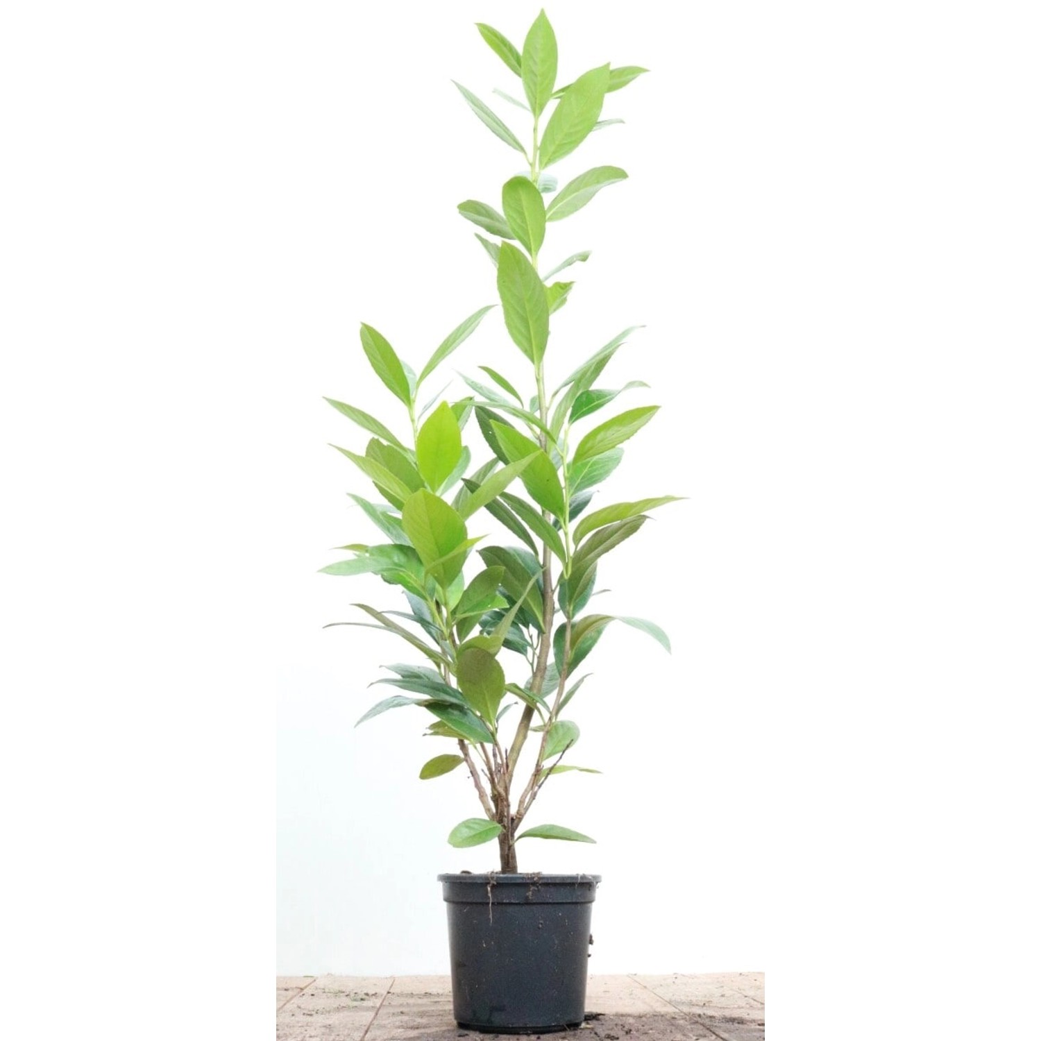 Prunus laurocerasus 'Caucasica' 40-60 cm günstig online kaufen