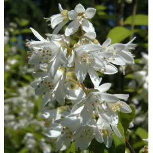 Nahaufnahme des blühenden, hohen Sternchenstrauchs (Deutzia magnifica) mit weißen Blüten.