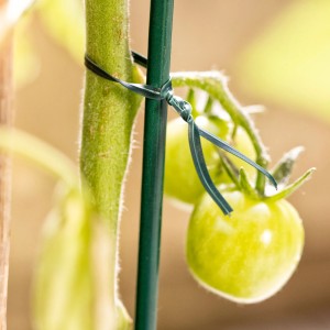 Grüner Windhager Bindedraht fixiert Tomatenpflanze an Stab im Hochbeet.