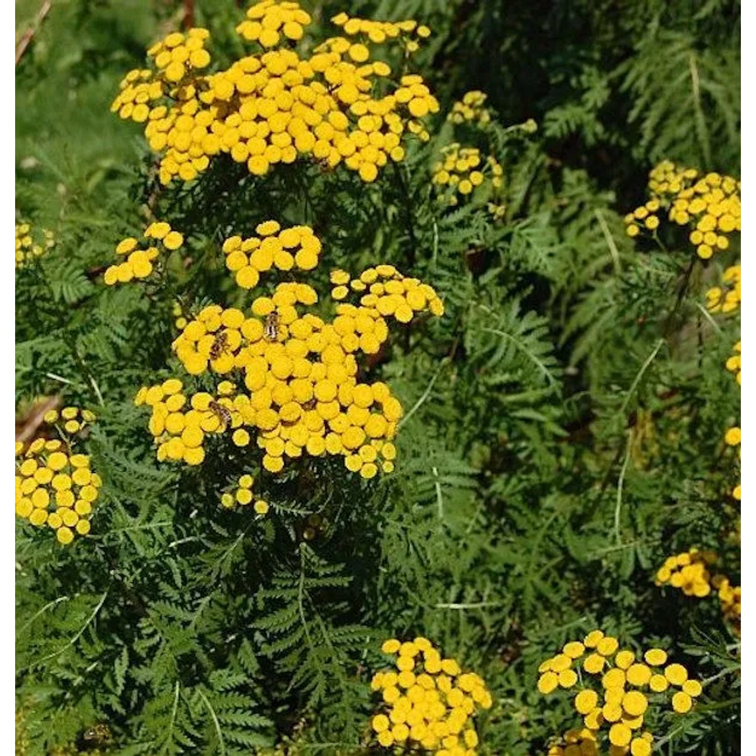 Wurmkraut - Tanacetum vulgare