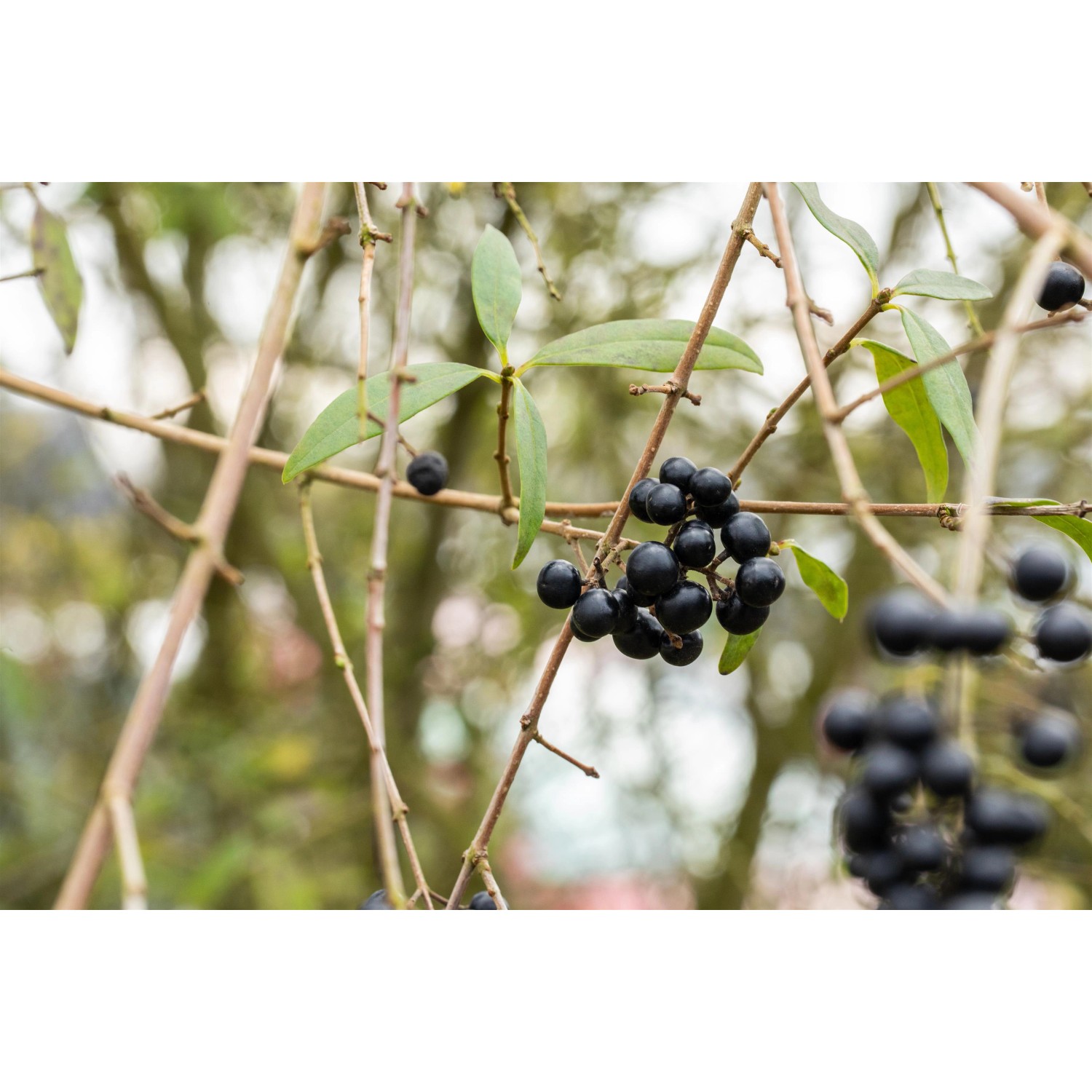 Detailaufnahme von Liguster mit schwarzen Beeren und grünen Blättern.