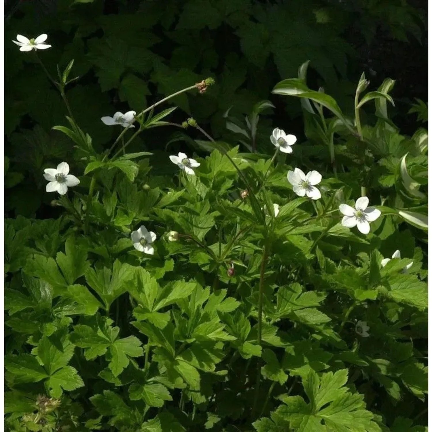 Bach-Anemone - Anemone Anemone rivularis