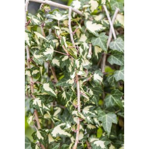 Kletternder Efeu 'Goldheart' mit gelb-grünen Blättern an einem Rankgitter.