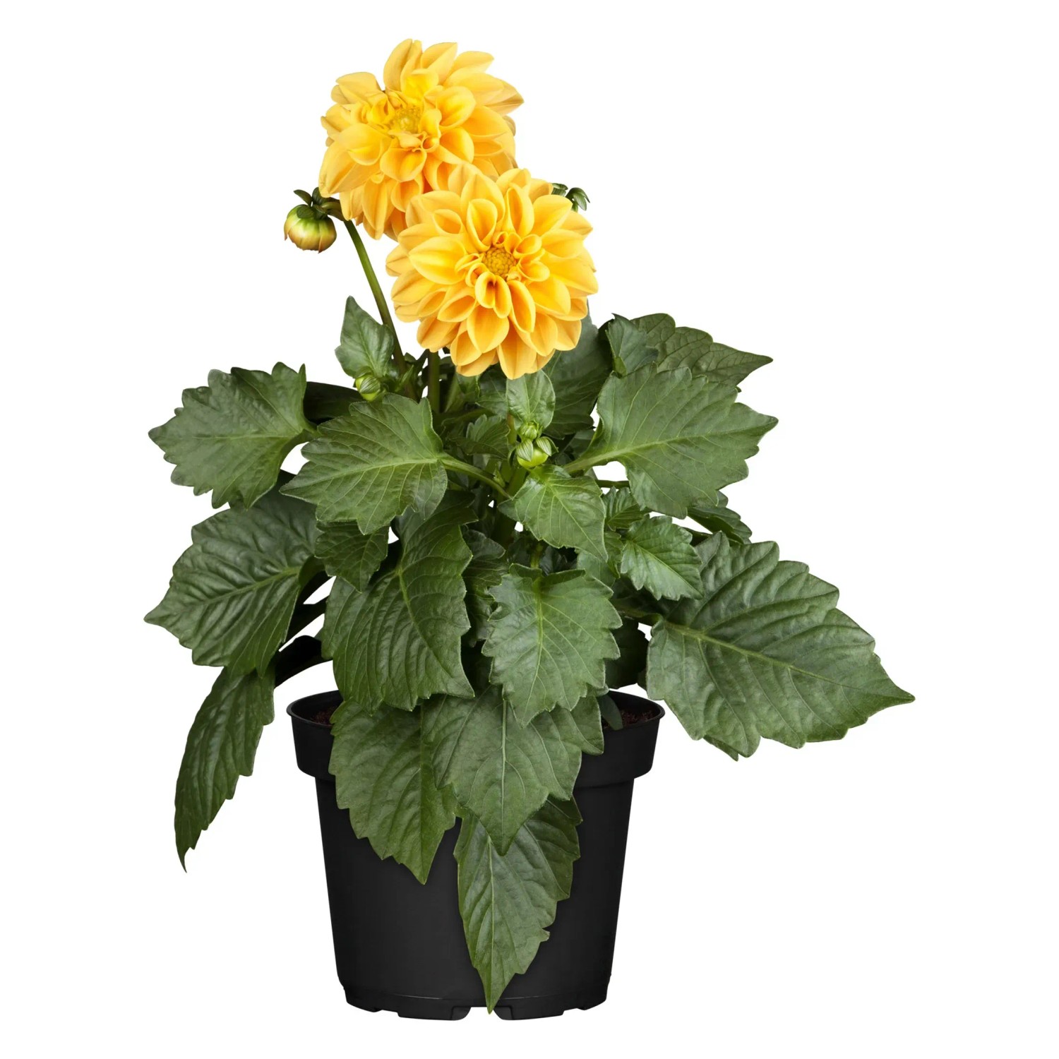 Dahlia Hybride Winterhart