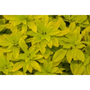 Nahaufnahme der gelbgrünen Blätter der Choisya Ternata Sundance, auch bekannt als Mexikanische Orangenblume.